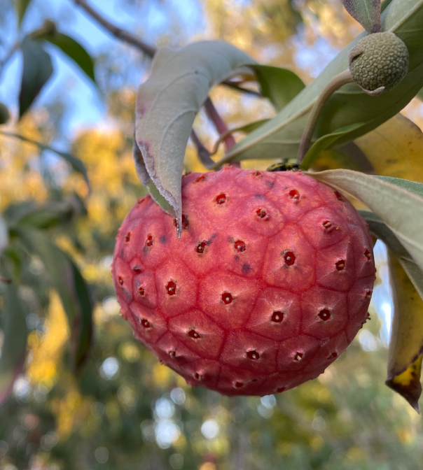 Evergreen Dogwood (Cornus capitata) fruit