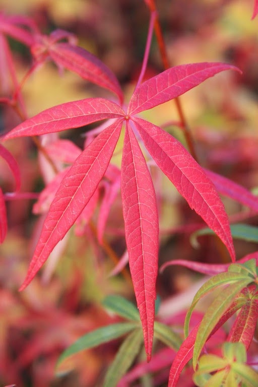 Five Lobed Maple (Acer pentaphyllum) fall color