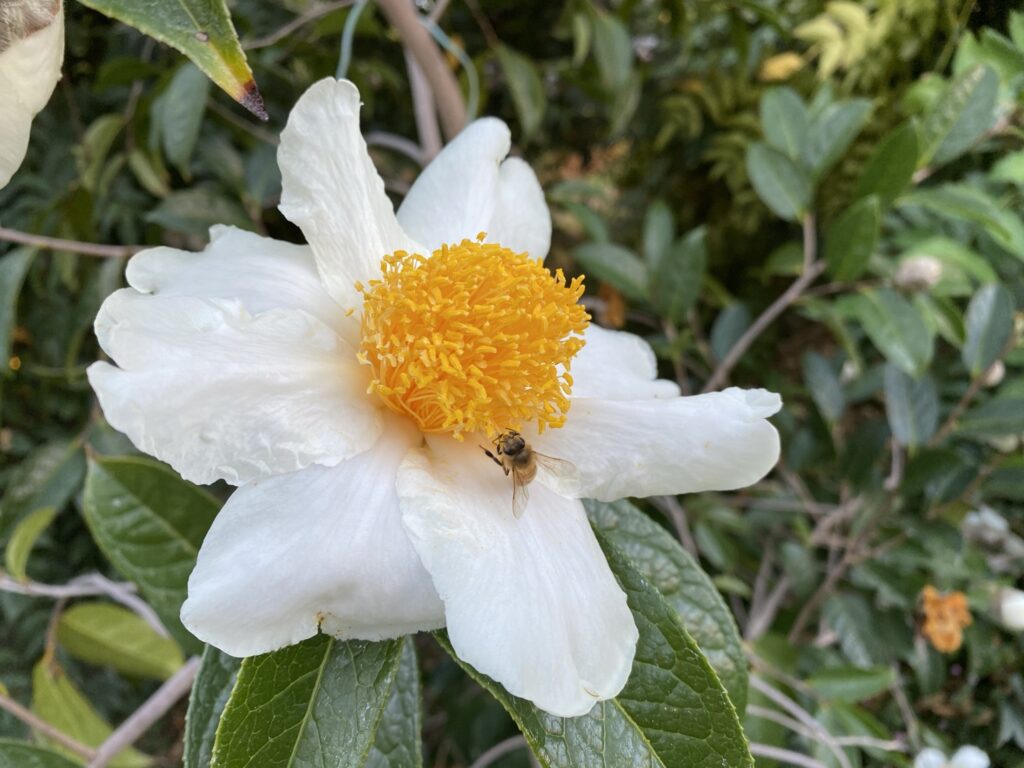 Grantham's Camellia (Camellia granthamiana) flower with bee