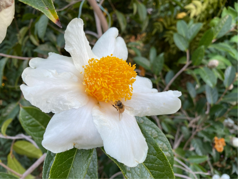 About – Sonoma Botanical Garden