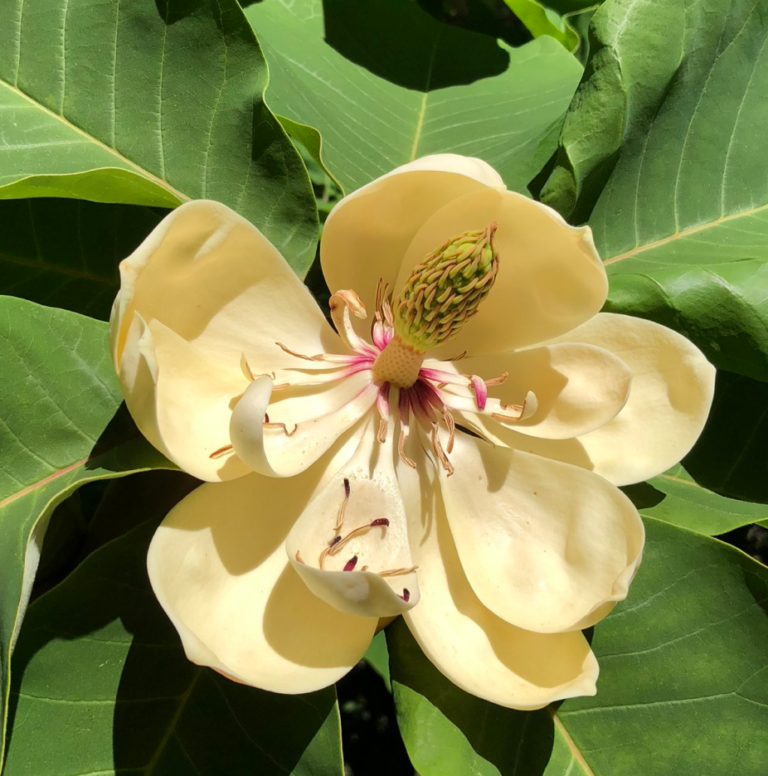 About Sonoma Botanical Garden