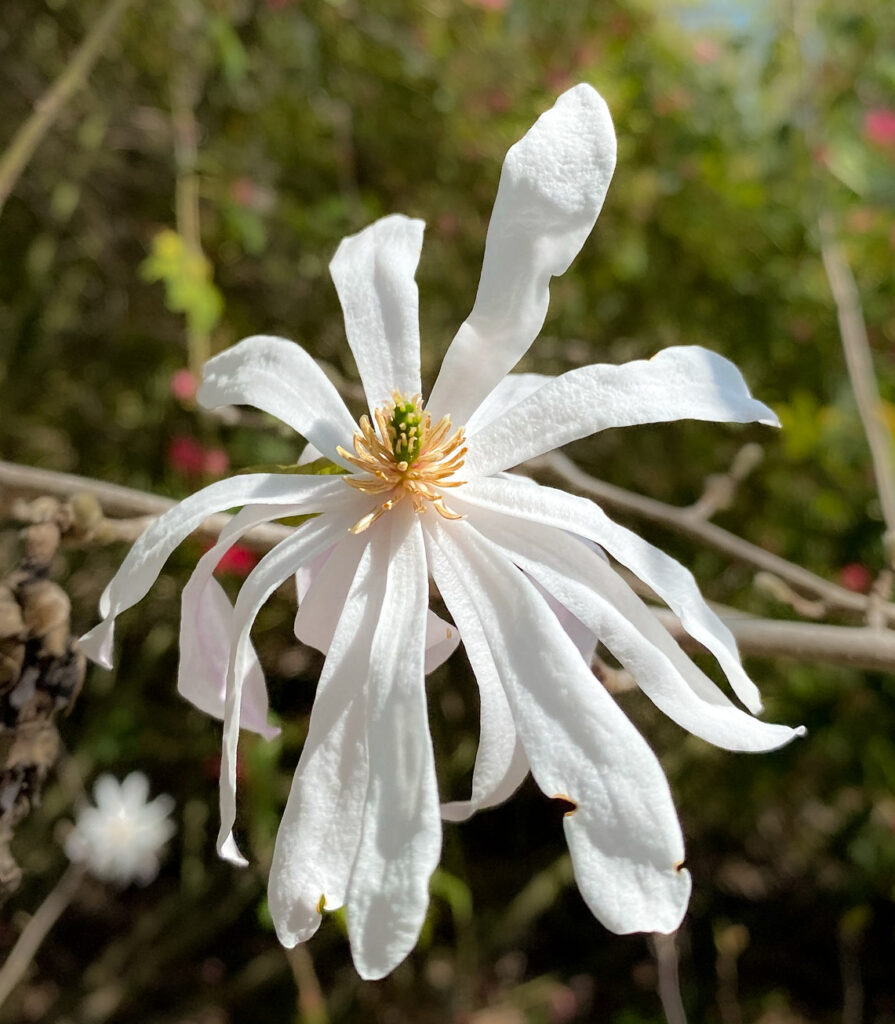 Star Magnolia (Magnolia stellata) flower