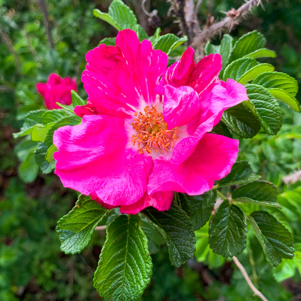 Rugosa Rose (Rosa rugosa) flower