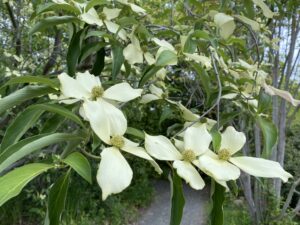 Evergreen Dogwood (Cornus capitata) flower