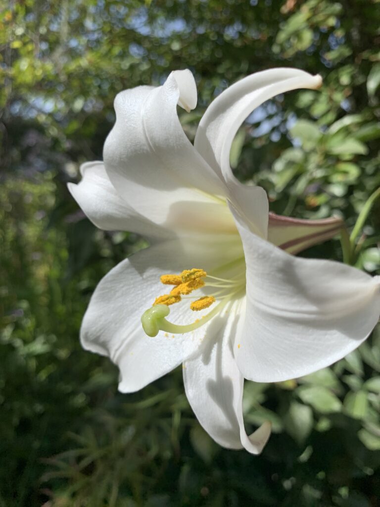 Formosa Lily (Lilium formosanum) flower
