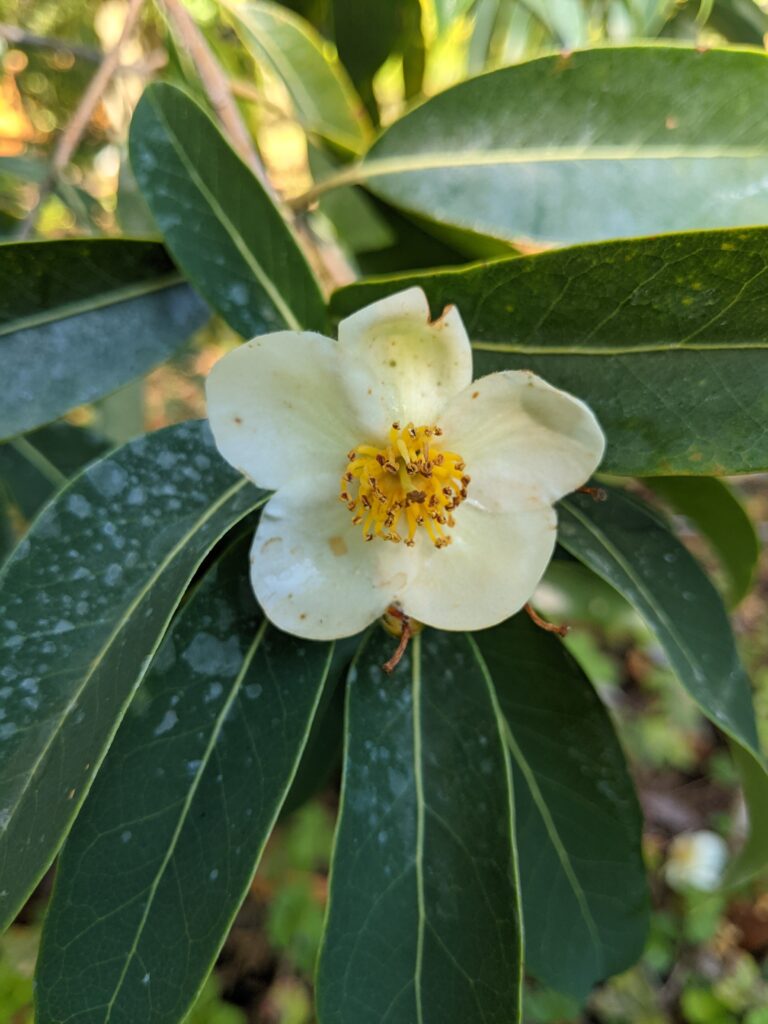 Sonoma Botanical Garden