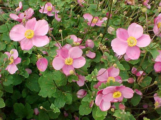 Anemone hupehensis flowers