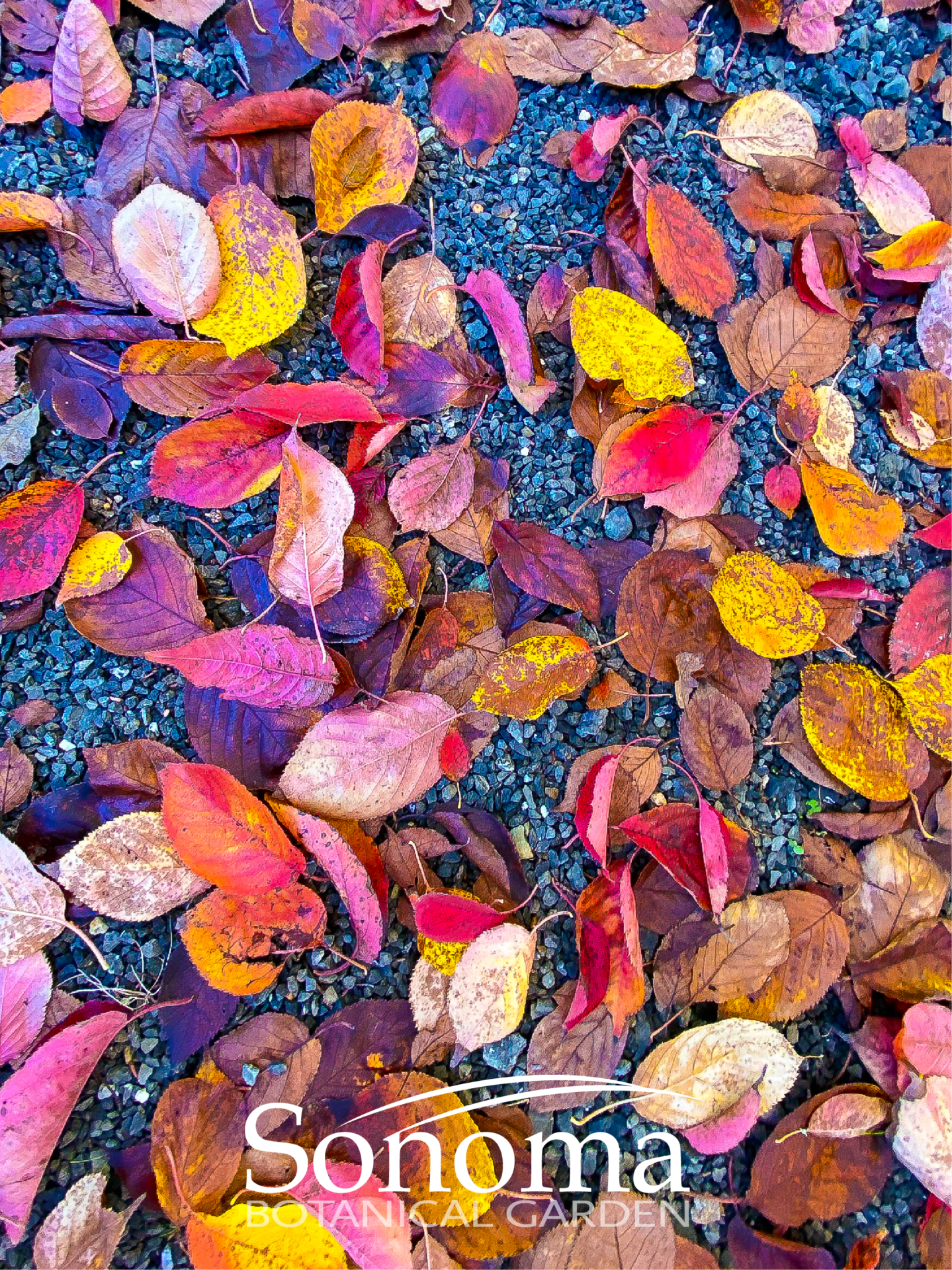 Fall leaves in the Garden - Tablet background