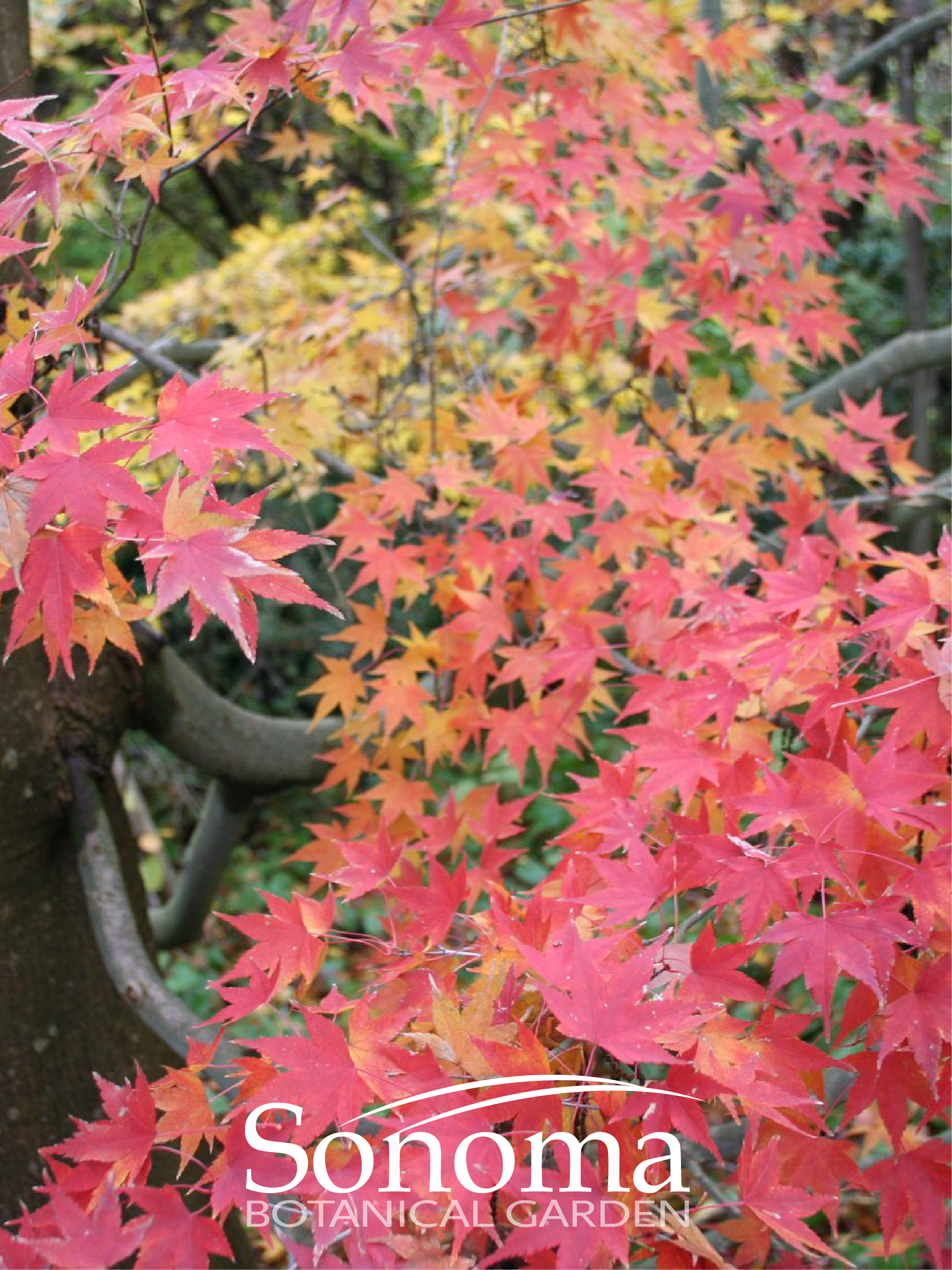 Maples fall color in the Garden Tablet Background