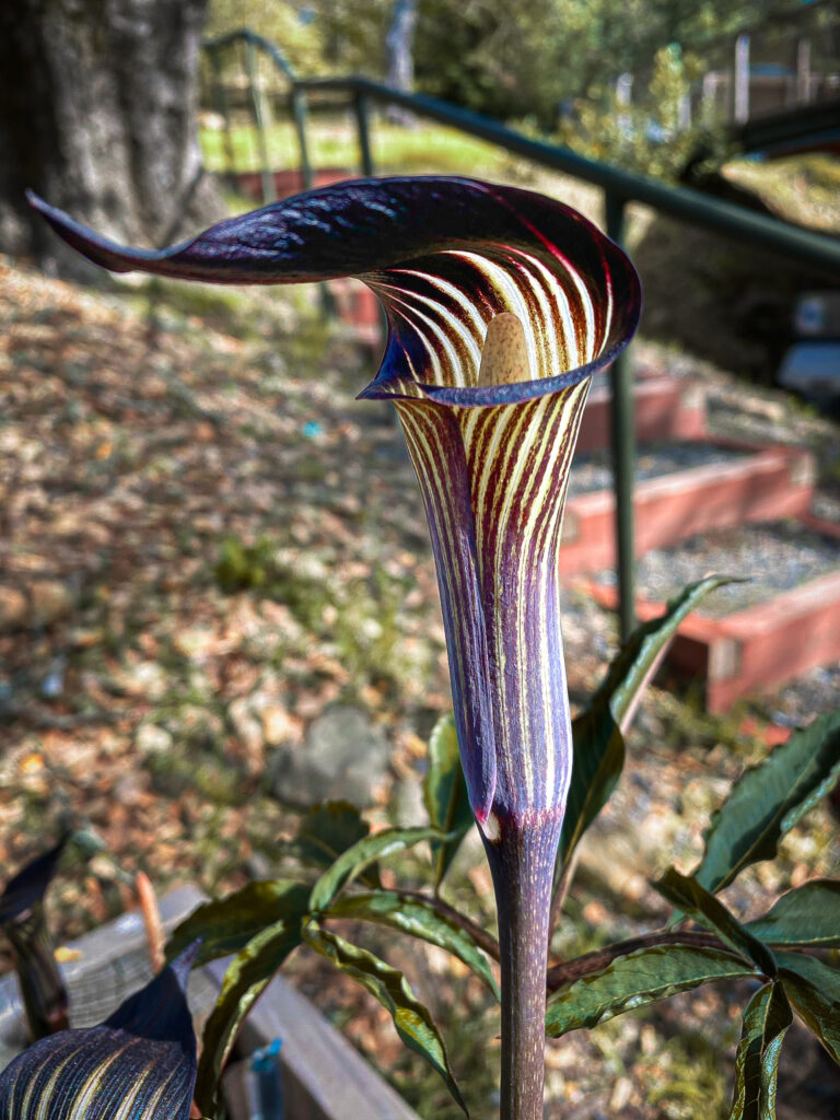 Mayebara's Cobra Lily
Arisaema serratum var. maybarae