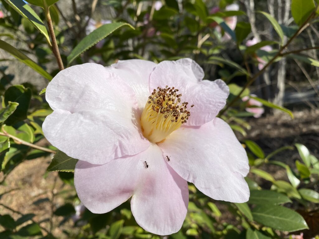 Camellia pitardii