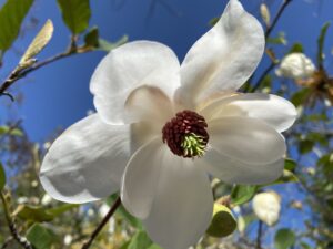 Magnolia wilsonii