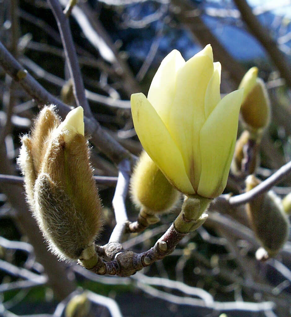 Magnolia denudata