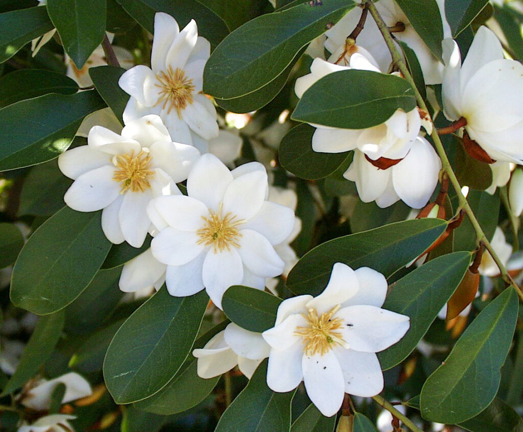Magnolia laevifolia