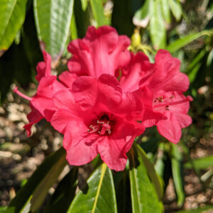 Rhododendron arboreum