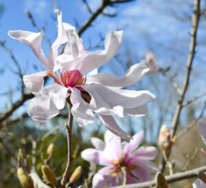 Magnolia stellata