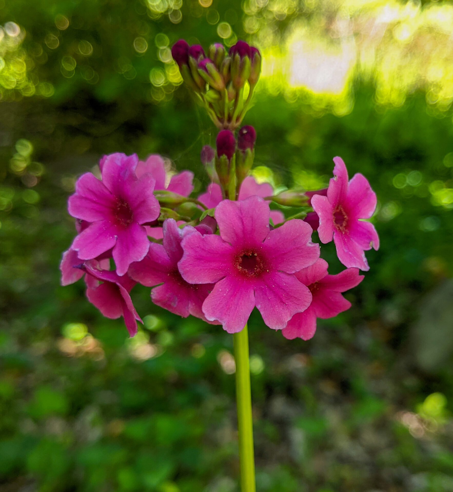 Primula poissonii