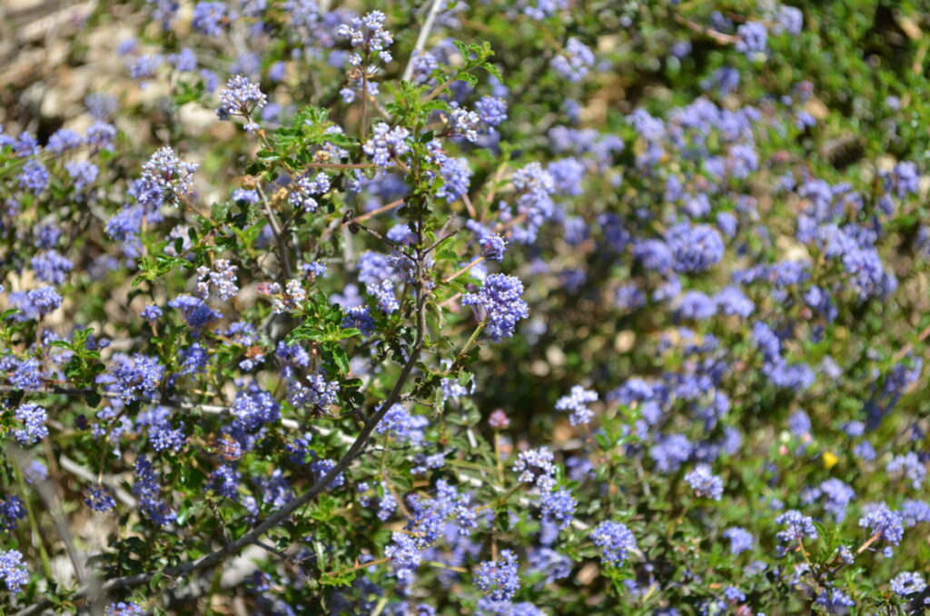 Ceanothus sp