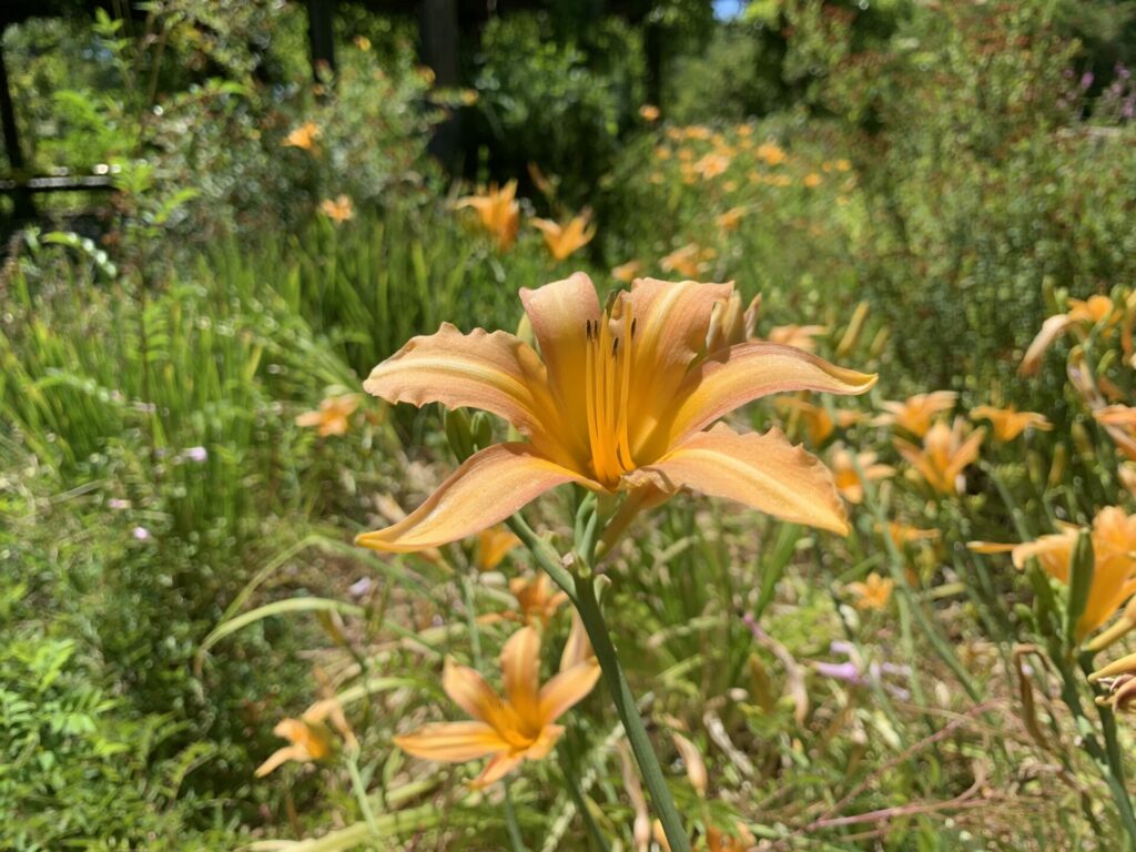 Day Lily