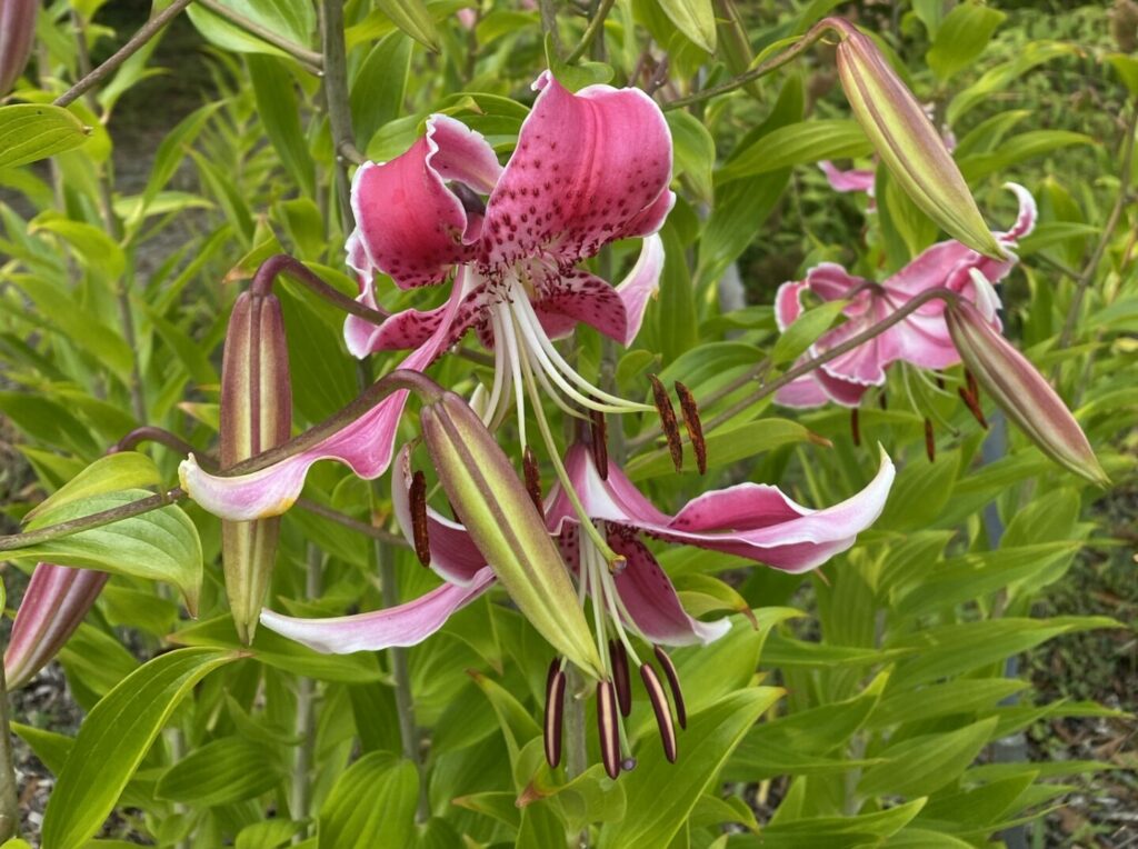 Lilium speciosum var. speciosum