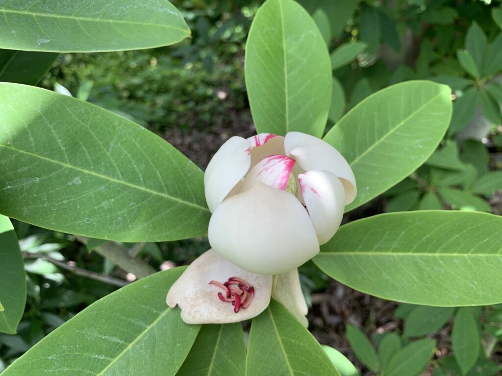  Magnolia sapaensis