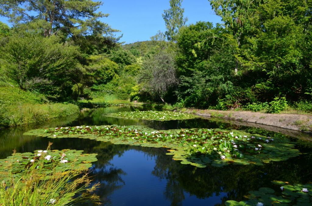 Upper Pond with Water Lilies