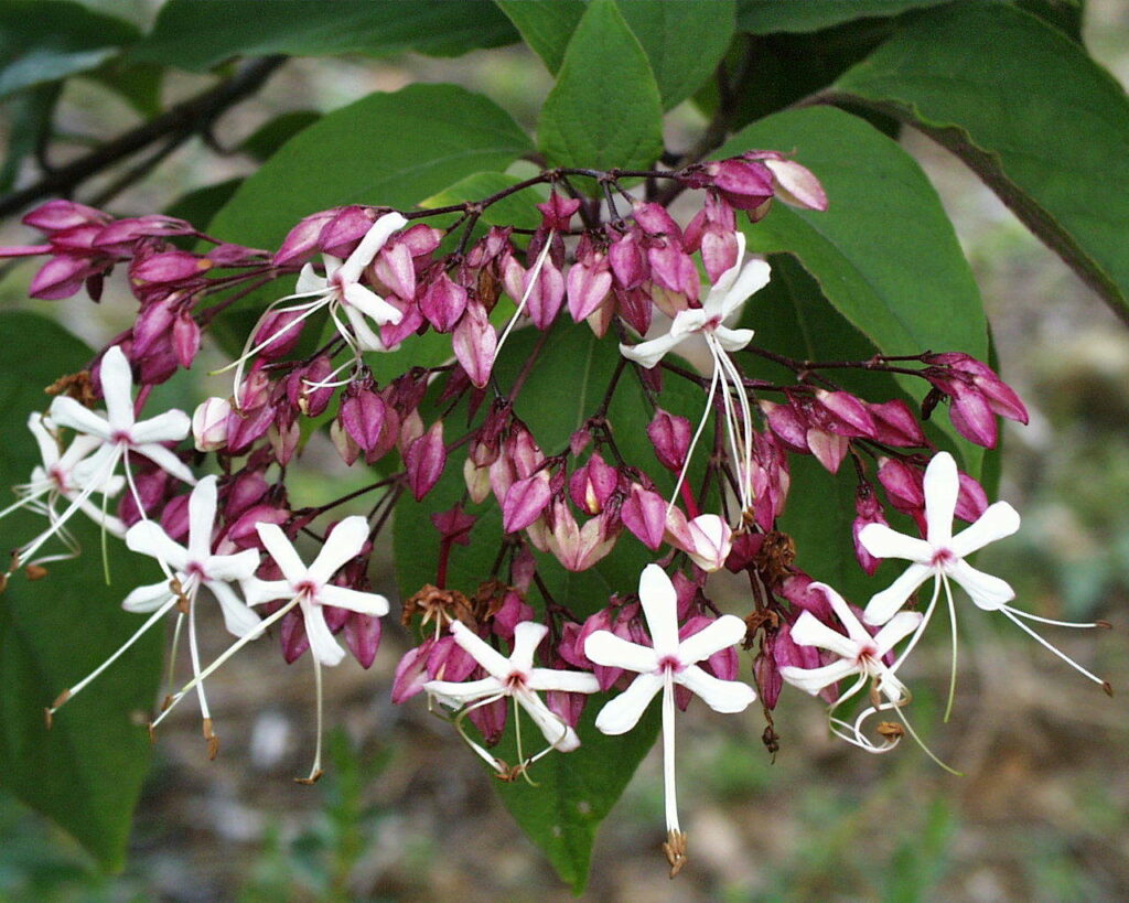 Harlequin Glorybower (Clerodendrum trichotomum)