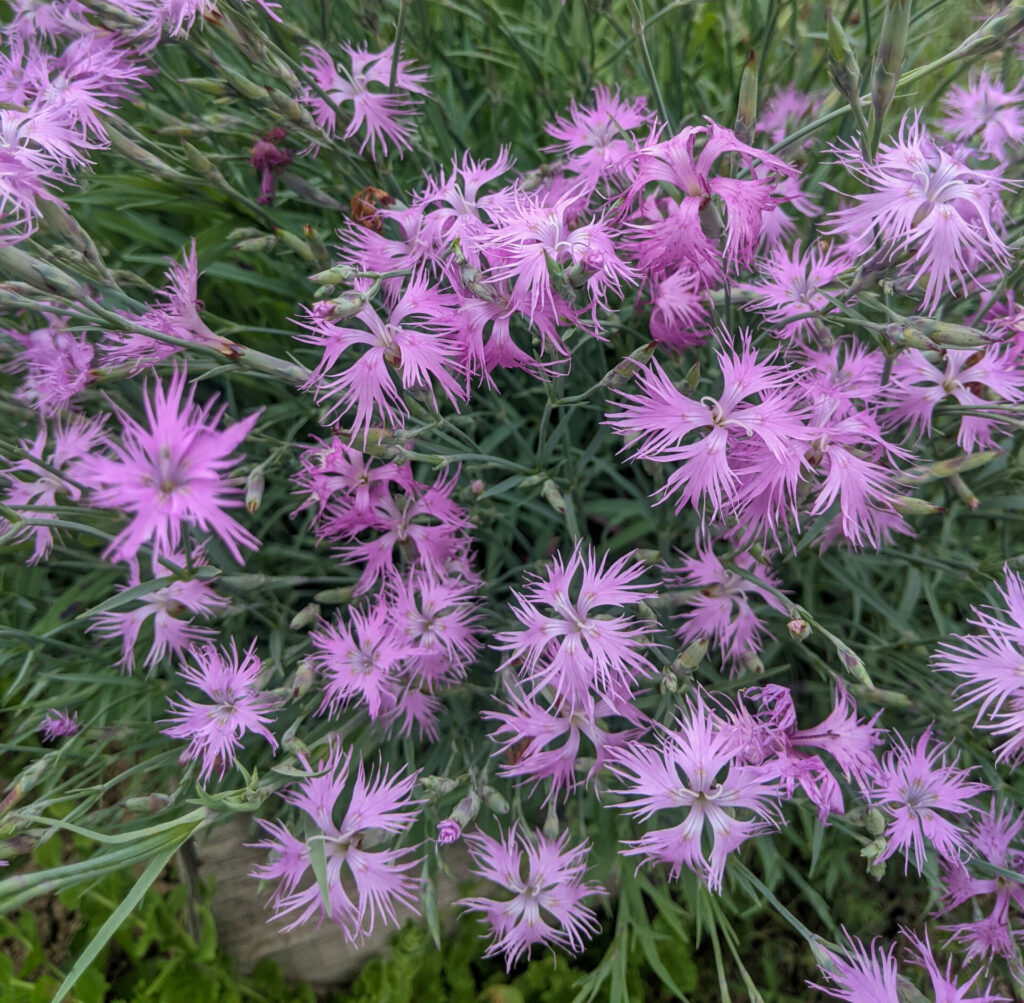 Fringed Pink (Dianthus superbus)