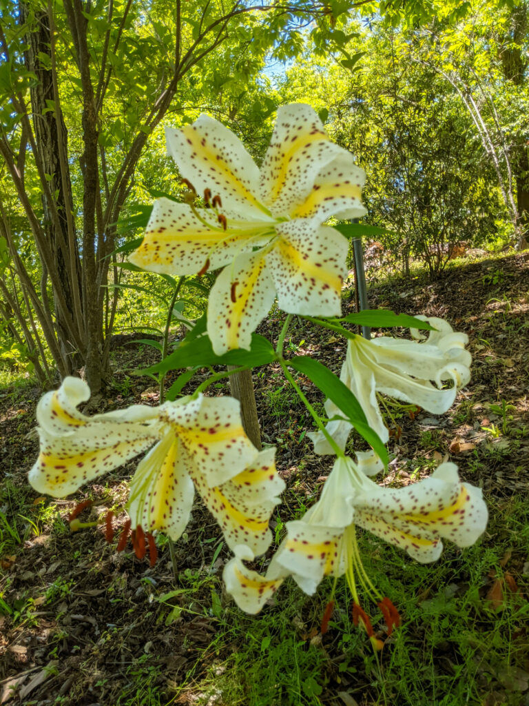 Goldband Lily (Lilium auratum)