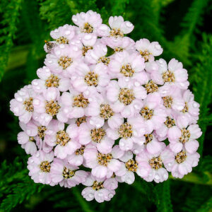 Siberian Yarrow (Achillea alpina)