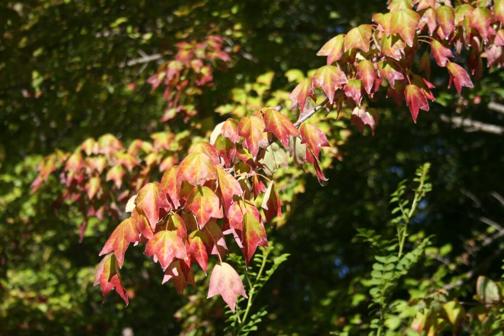 Trident Maple (Acer buergerianum)