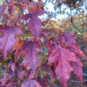 Amur Maple (Acer tataricum ssp. ginnala)