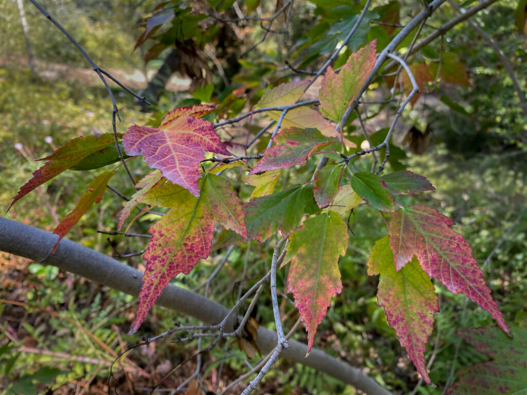 Amur Maple (Acer tataricum ssp. ginnala)