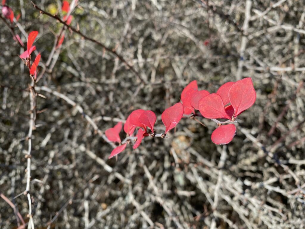 Japanese Barberry (Berberis thunbergii)