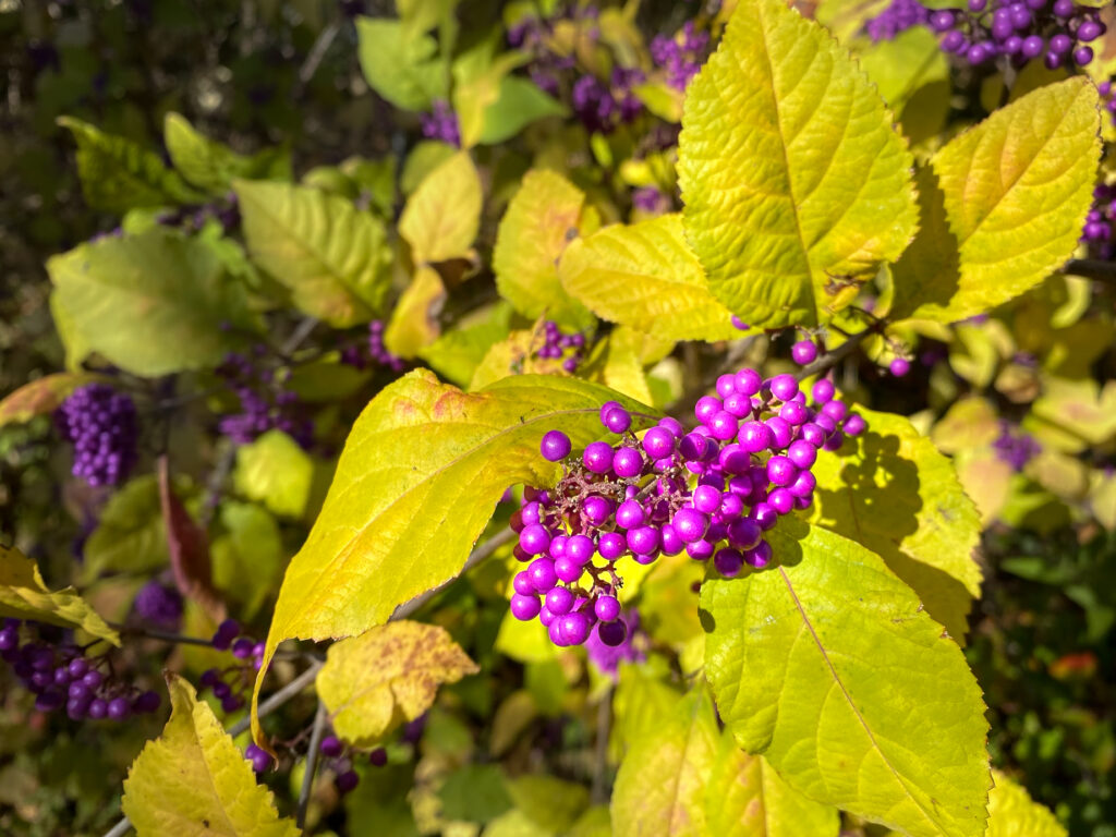 Japanese Beautyberry (Callicarpa japonica)