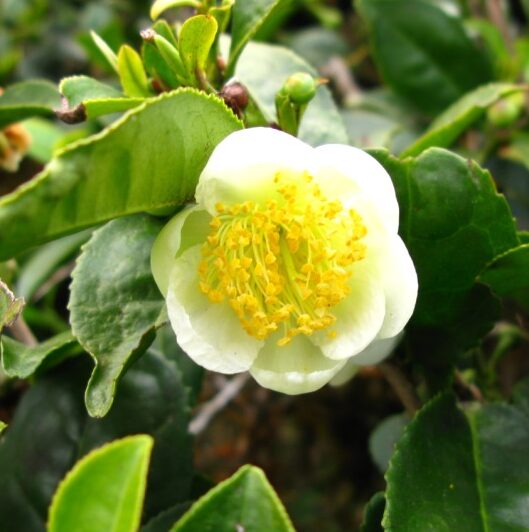 Tea Plant (Camellia sinensis)