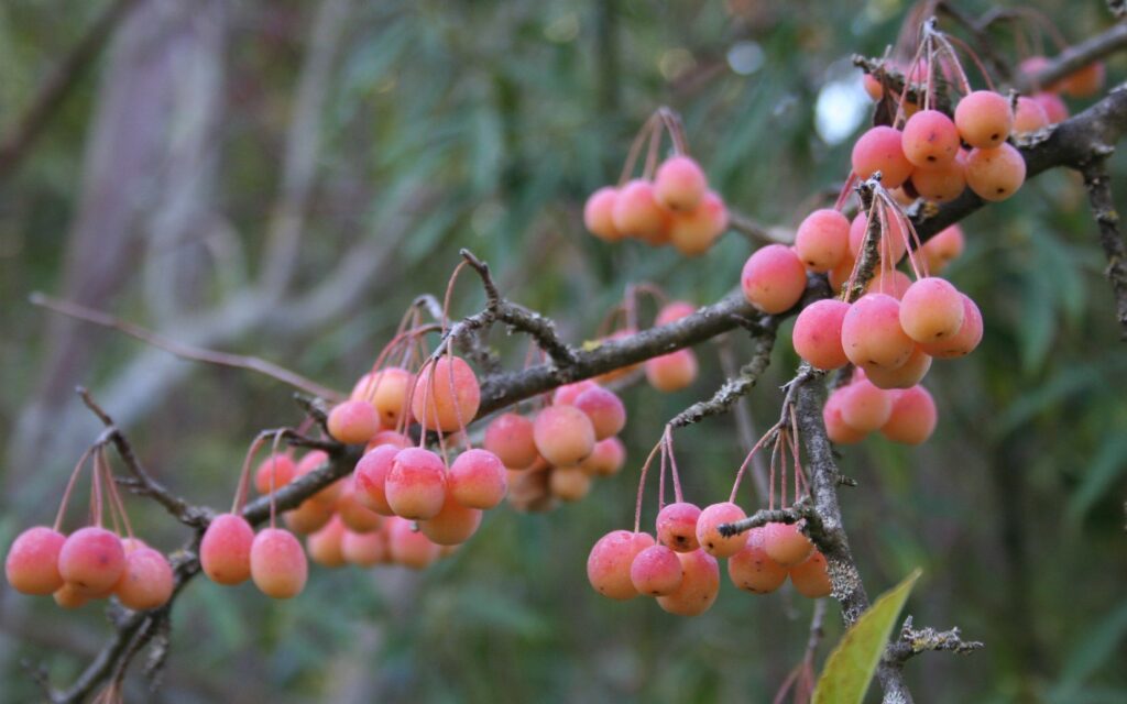 Cut-leaf Crabapple (Malus toringoides)