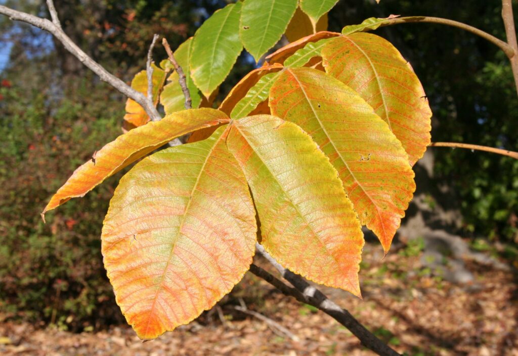 Chinese Sumac (Rhus chinensis)