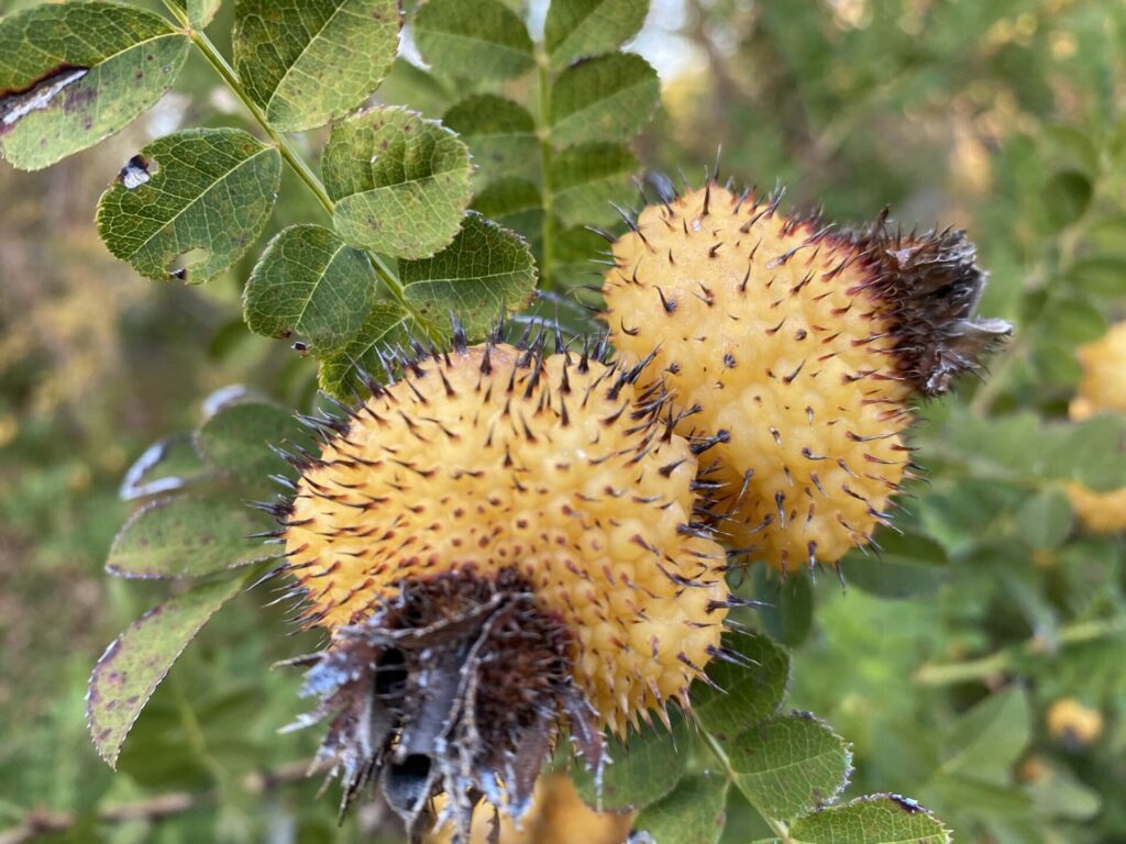 Chestnut Rose (Rosa roxburghii)