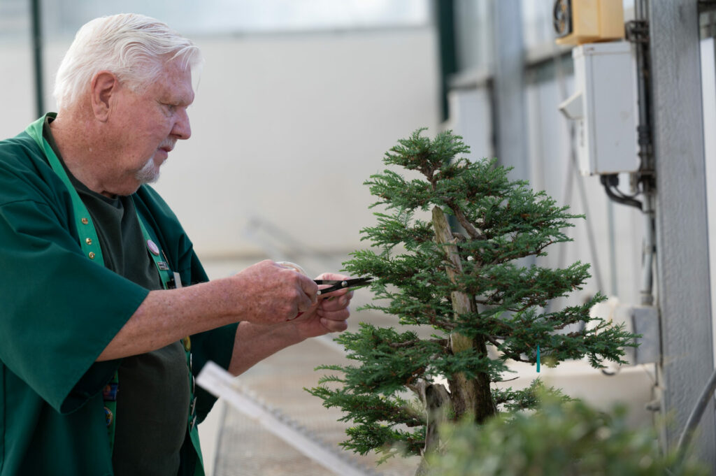 George Haas trimming bonsai tree