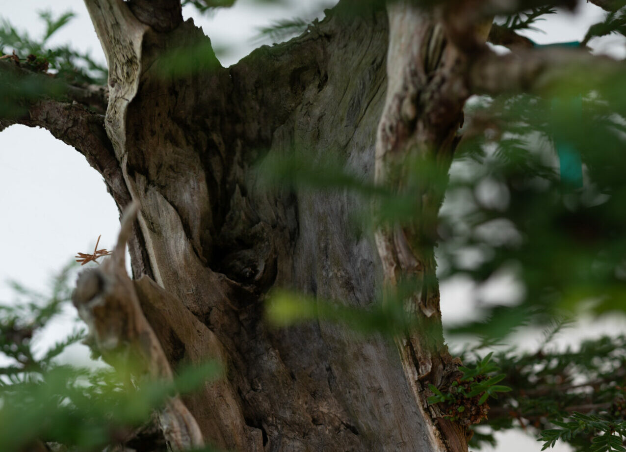 Bonsai Tree Close Up