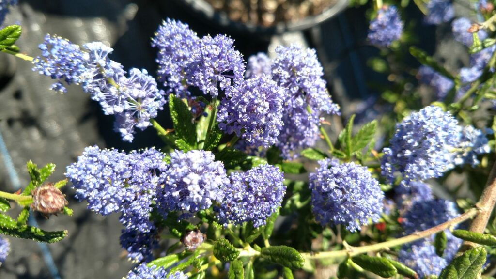 Close up of California Lilac (Ceanothus sp.) this early blooming native is key for pollinators.  by Laura Bassett