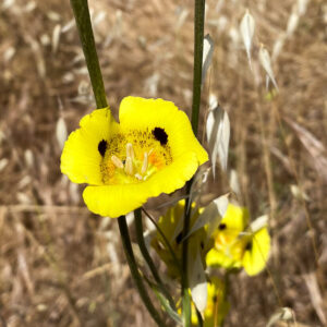 Yellow Mariposa Lily Calochortus luteus