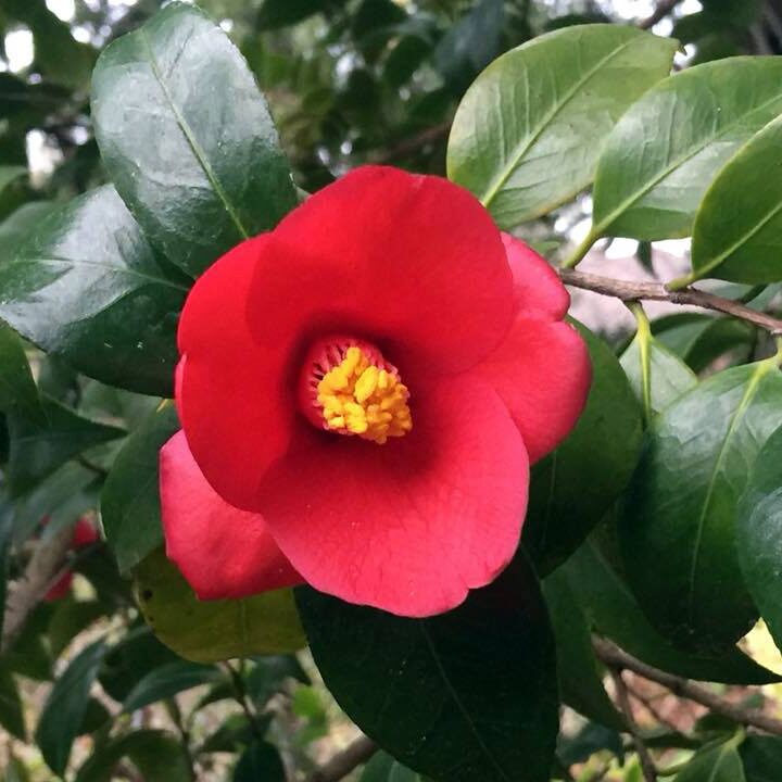 Camellia japonica