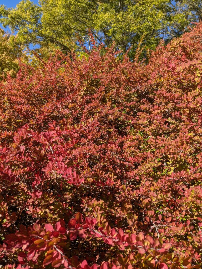 Berberis_thunbergii