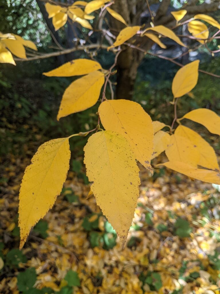 Betula_schmidtii