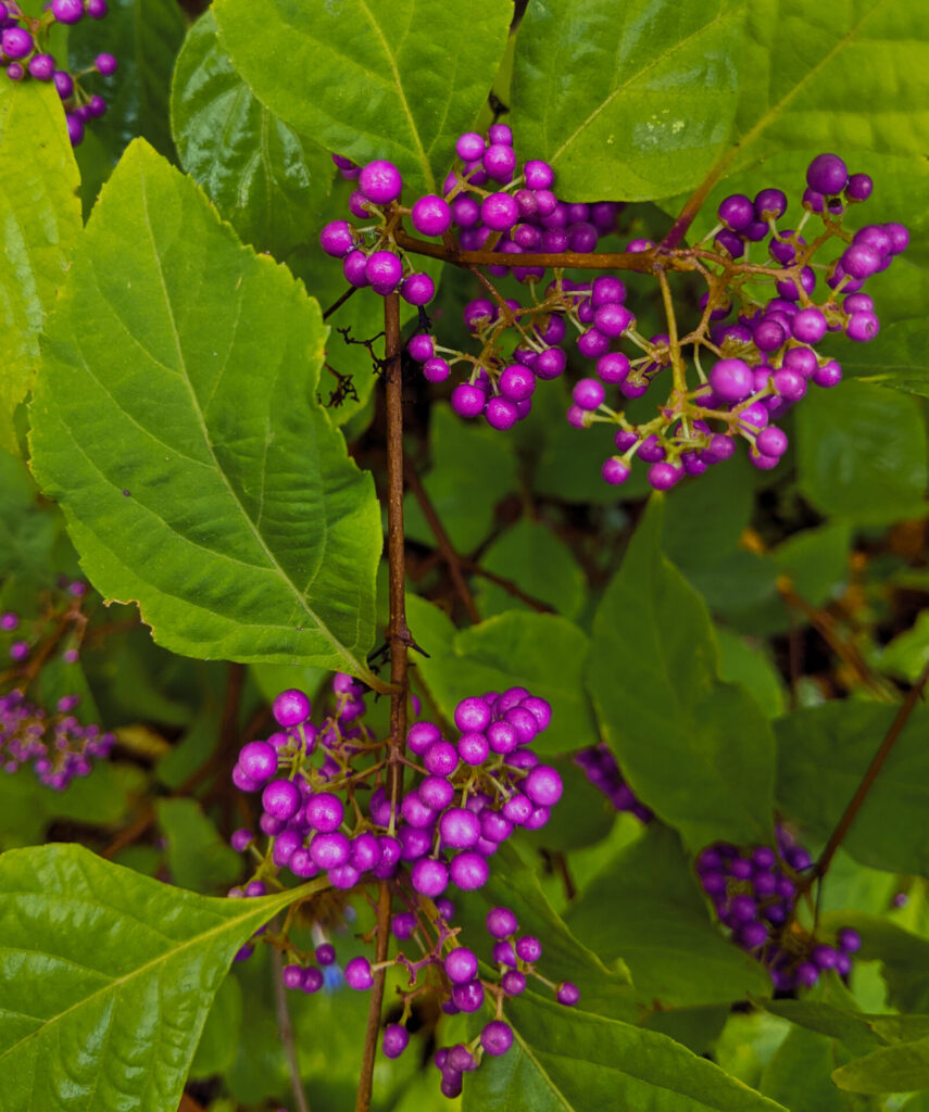 callicarpa japonica_MichaelWenzel-PXL_20221017_170525244-2